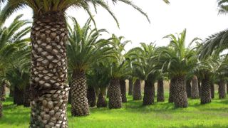 Le charançon rouge des palmiers provoque des dégâts internes importants et conduit à la mort des plantes touchées. © VV
